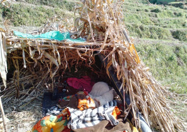बढ्दै जाजरकोट भूकम्प प्रभावितको संख्या, ८० हजार पुग्ने सरकारी अनुमान